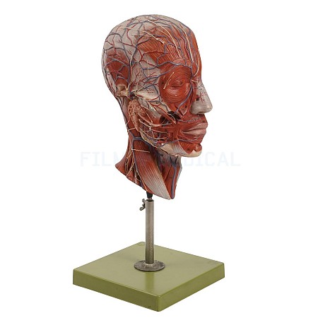 Head and Brain Model